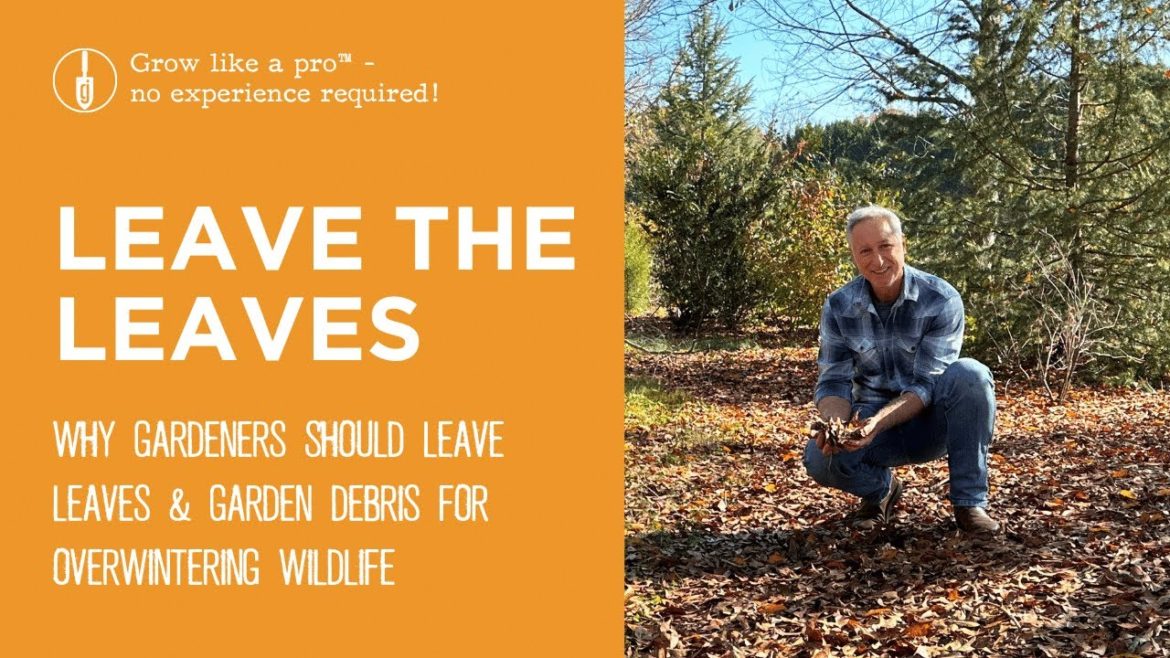 Leave the Leaves & Plant Debris | Support Insects & Overwintering Wildlife Leave the Leaves & Plant Debris | Support Insects & Overwintering Wildlife