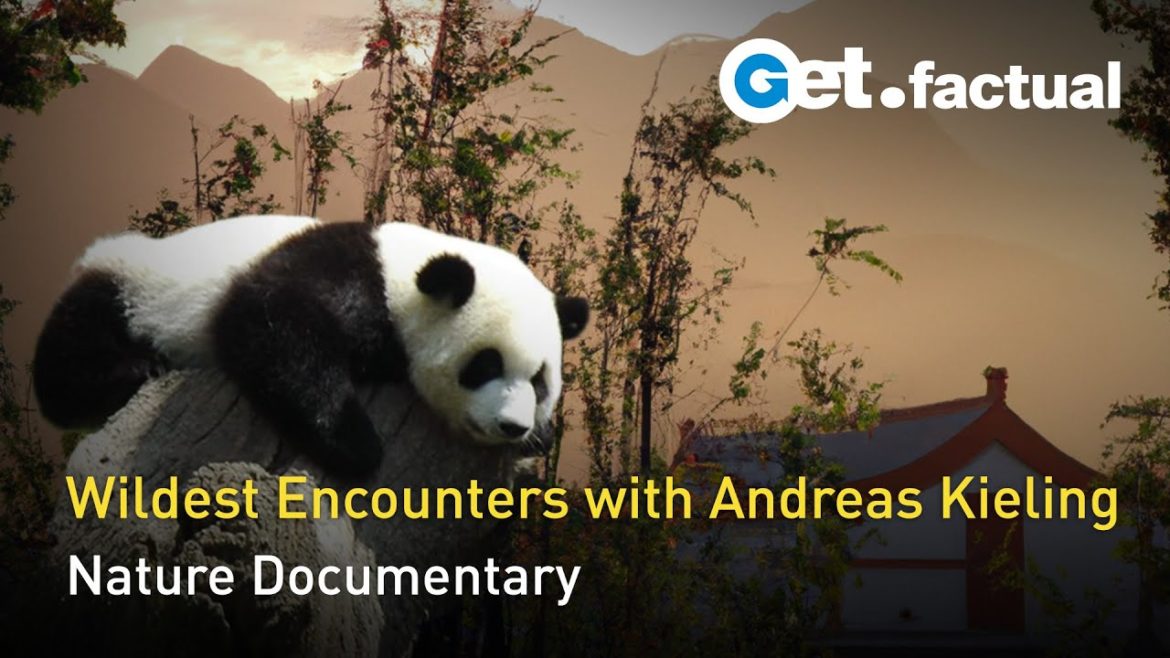 World's Wildest Encounters with Andreas Kieling | Nature Documentary