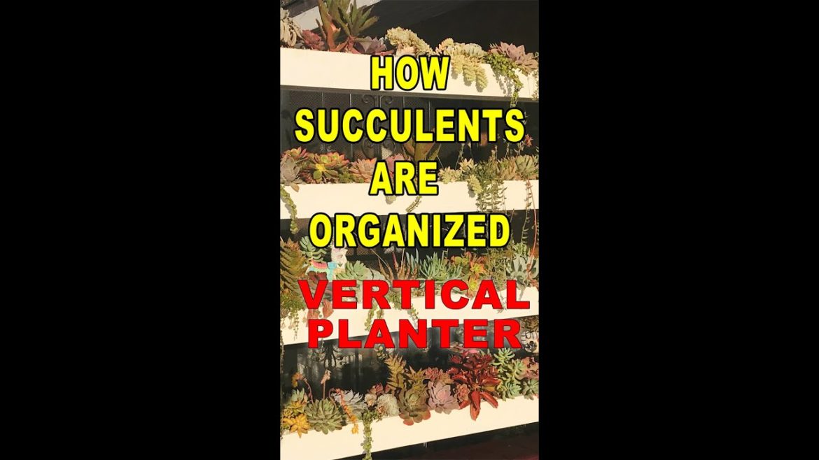 How succulents are organized #shorts #succulent #gardening How succulents are organized #shorts #succulent #gardening