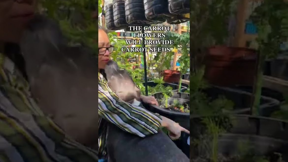 How to grow Carrot Plant from Carrot Tops - Carrot Gardening Tips