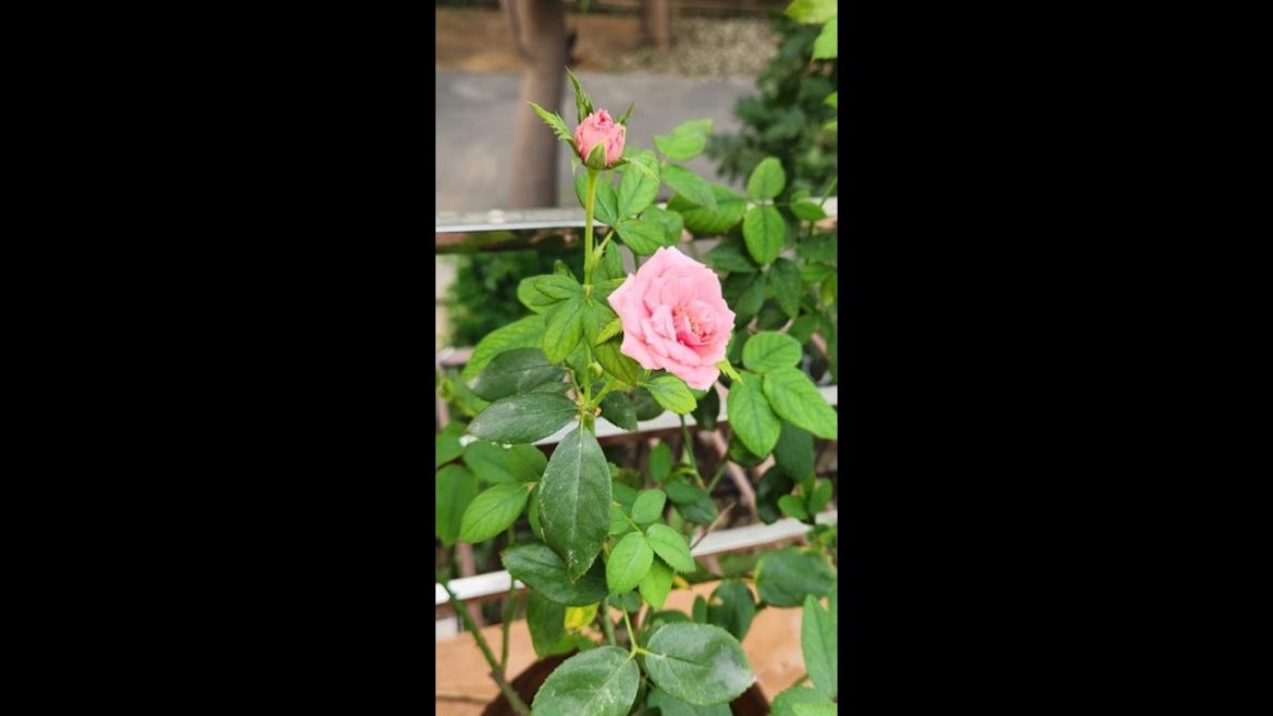 Rose Plant Care Tip/ #gardening #shorts #rose