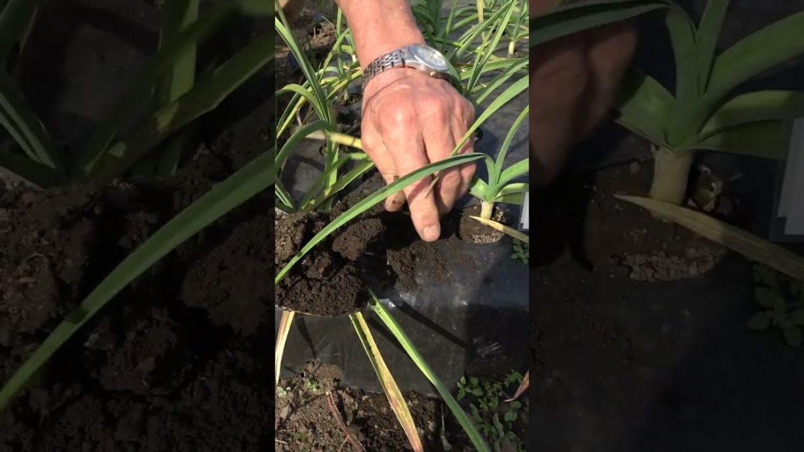 家庭菜園でやりたい!ニンニク栽培で追肥の正しいコツ!#shorts /Tips for top-fertilizing garlic from a Japanese farmer. 家庭菜園でやりたい!ニンニク栽培で追肥の正しいコツ!#shorts /Tips for top-fertilizing garlic from a Japanese farmer.