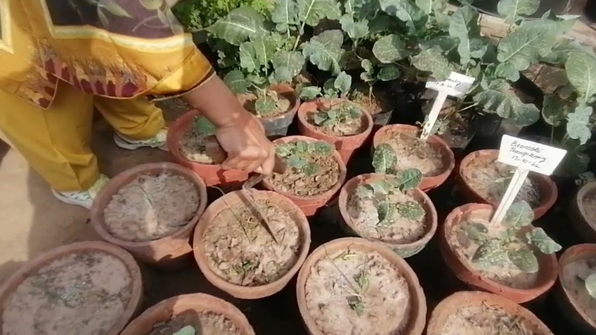 Working Time in Nursury / Very Useful Tips For Every Gardener