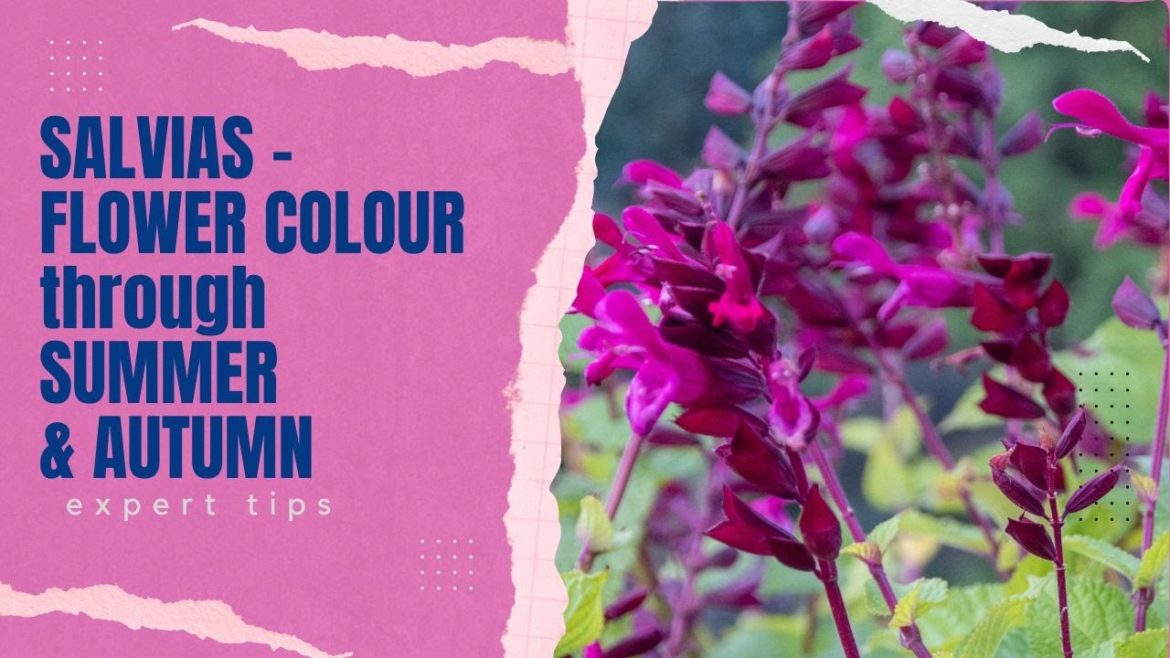 Salvias – Expert Tips on How to Grow These Long-Lasting Garden Flowers Salvias - Expert Tips on How to Grow These Long-Lasting Garden Flowers