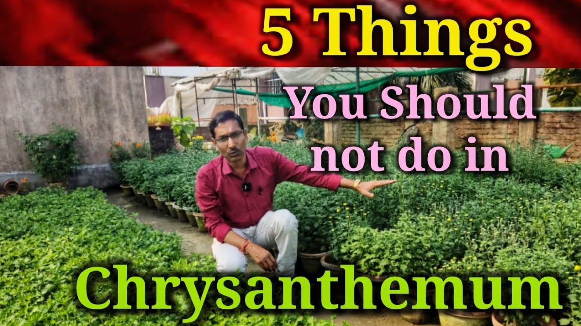 5  Things You Should not do for getting good number of flowers in Chrysanthemum