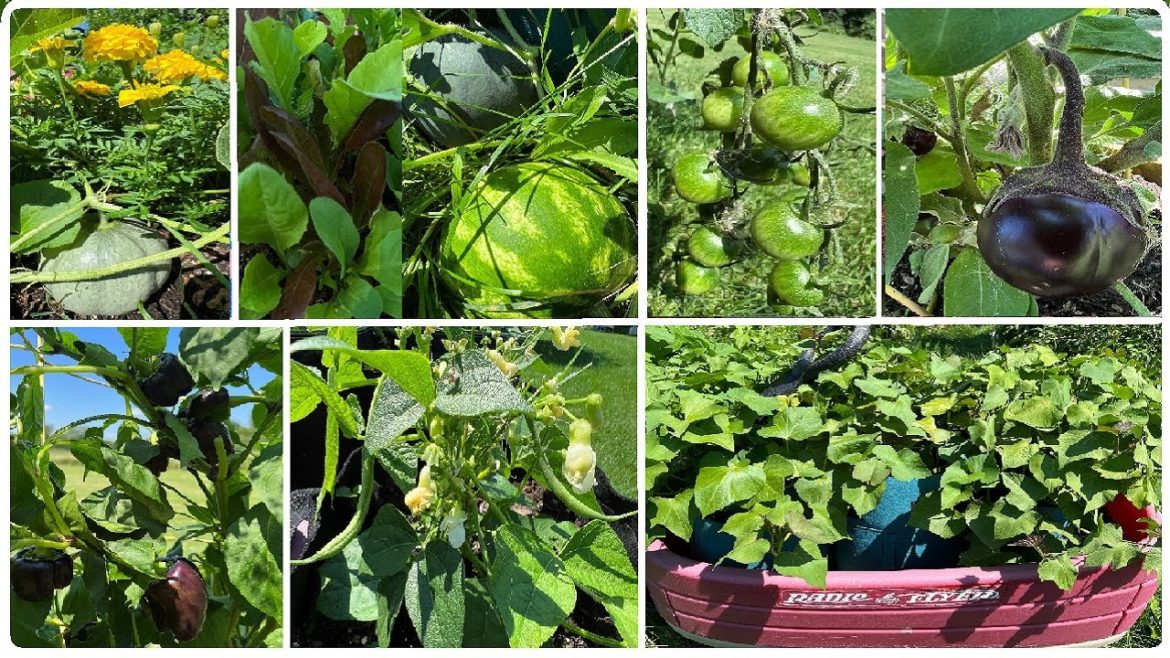 SMALL VEGETABLE GARDEN IN ZONE 5 / FRUITS AND VEGGIES IN MY BACKYARD GARDEN / FILAM FAMILY GARDEN