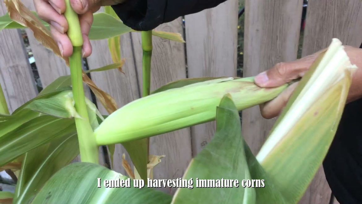 Growing Corn In My Backyard Garden