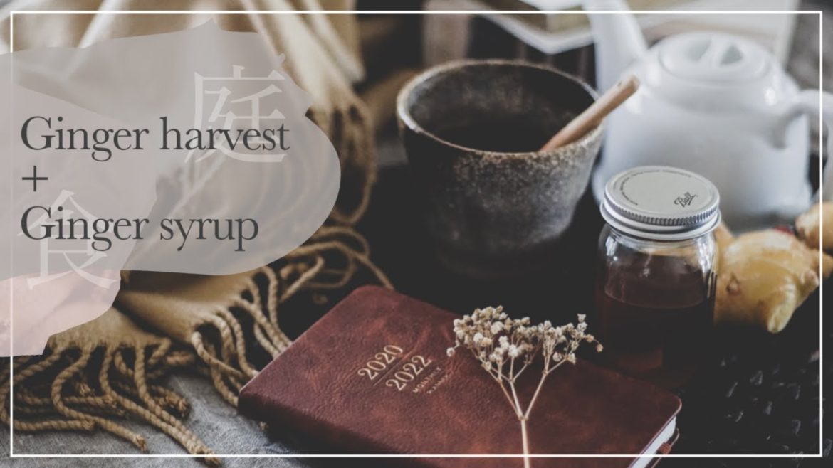 First time Ginger harvest in fall | Ginger syrup | Small urban backyard garden | Silent calm vlog