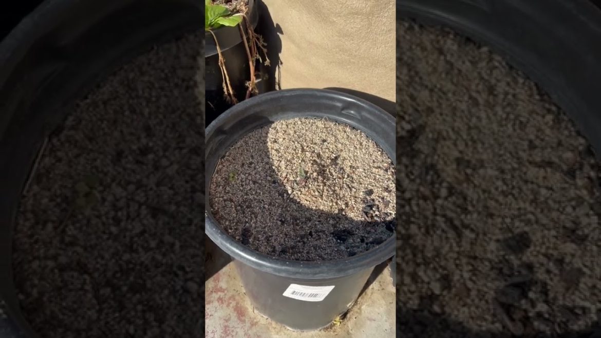 Container garden experiment update #shorts #containergardening #fall