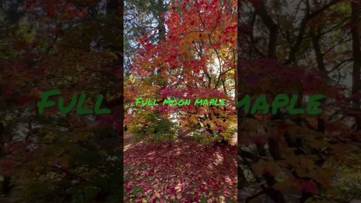 Japanese maple trees, how to select, water, feed and protect them from sun / wind!