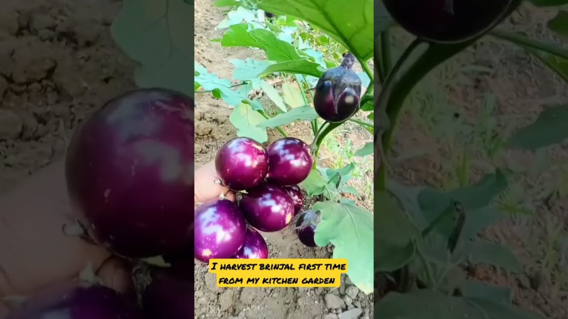 I harvest brinjal first time from kitchen garden #shorts