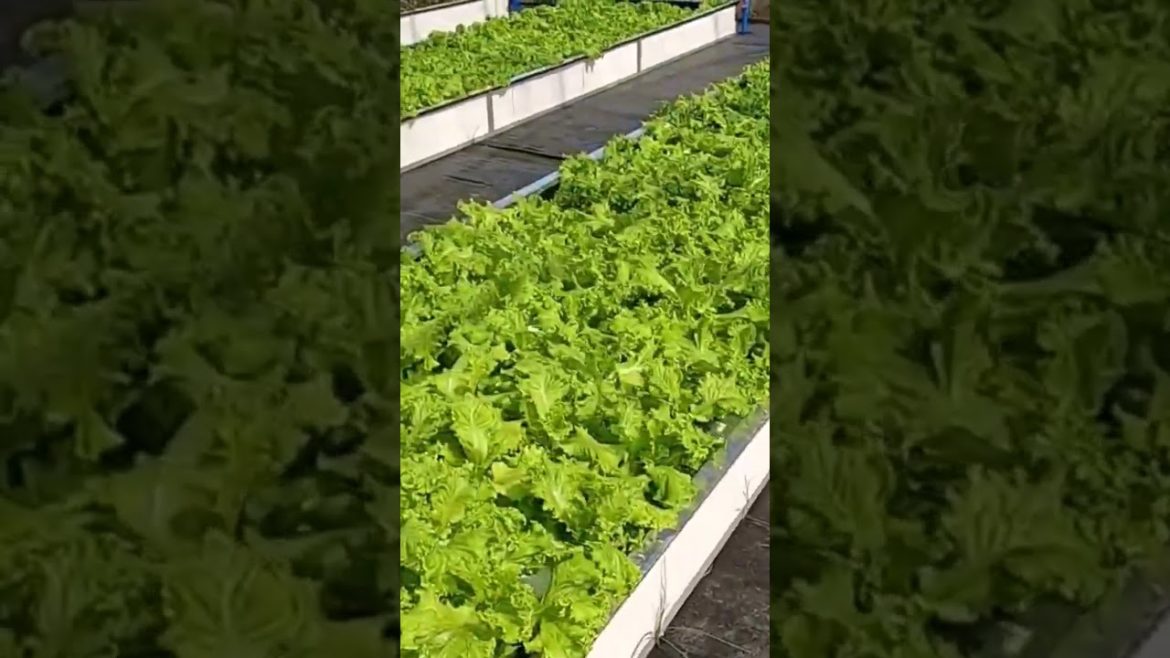 HYDROPONIC LETTUCE IN GREENHOUSE TECHNOLOGY|Reynolds MotoVlog