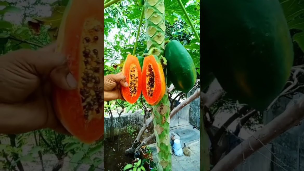 I cut papaya fruit on tree #shorts