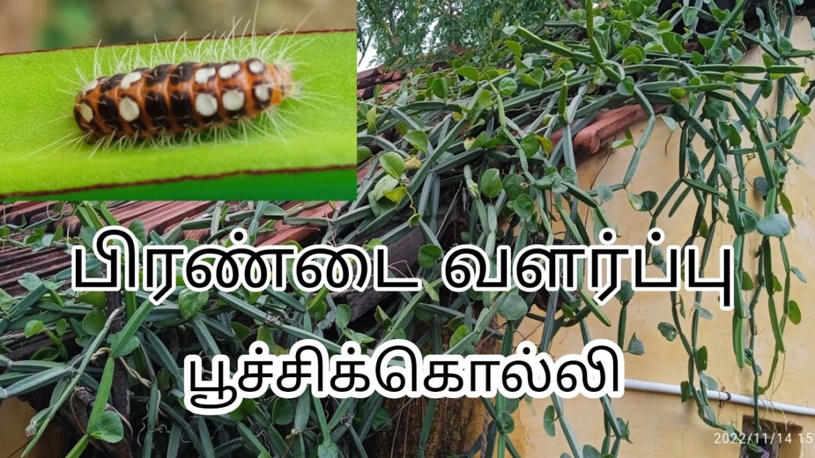 HOW TO GROW PIRANDAI AT HOME GARDEN,NATURAL  PESTICIDE FOR HOME GARDENING, #pirandai #gardening