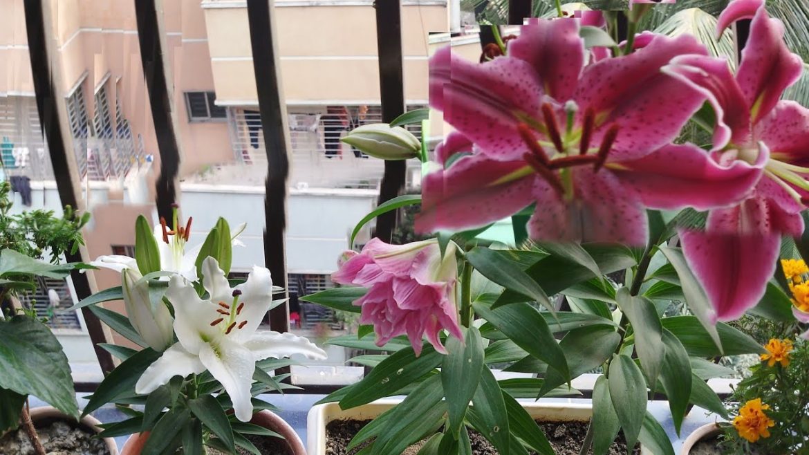 Oriental Lily care | Stargazer care | Lilium care tips| Oriental Lily care | Stargazer care | Lilium care tips|