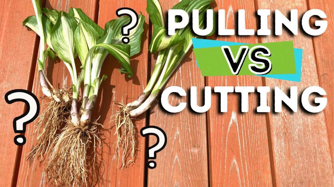 How to Divide Hostas 3 Ways | Splitting Roots | Garden Tips How to Divide Hostas 3 Ways | Splitting Roots | Garden Tips