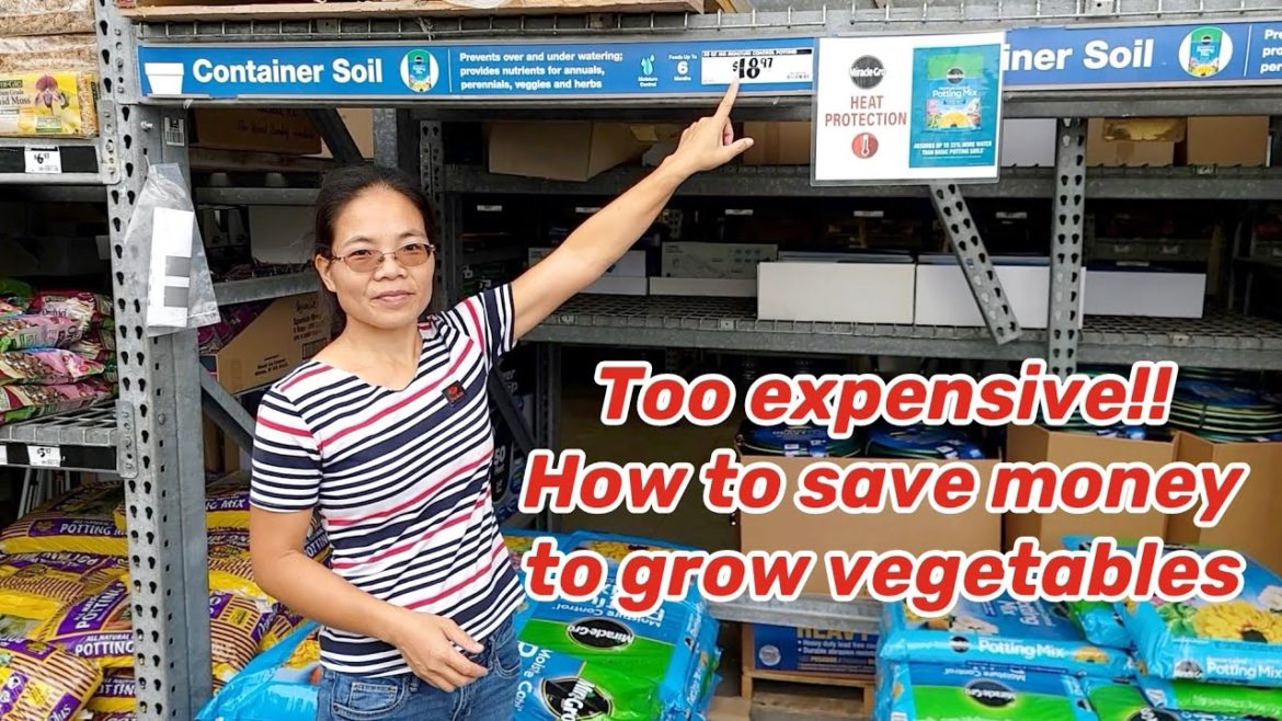 EP 5 So expensive to grow vegetables, how can we save money? EP 5 So expensive to grow vegetables, how can we save money?