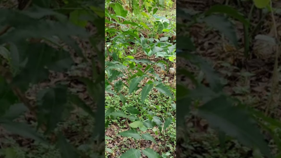 my home garden-my home garden tour-organic gardening-home garden-tips of gardening-garden tour my home garden-my home garden tour-organic gardening-home garden-tips of gardening-garden tour