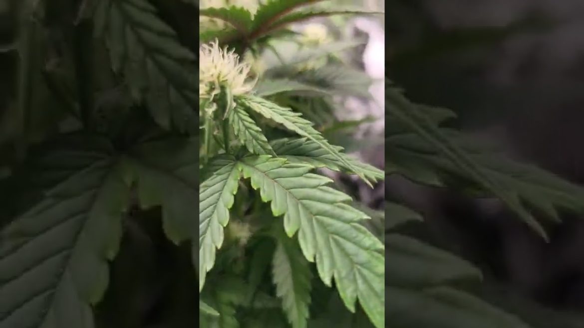 Banana Zkittlez Medical Seeds Cannabis Indoor grow  No Mercy Supply