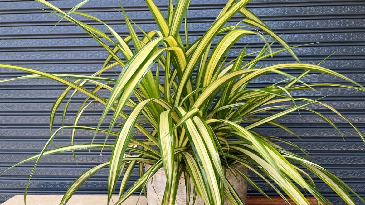 Growing Big spider plants In SoilGarden Tips.