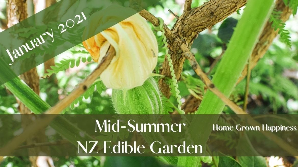 Early morning summer garden tour // No-Dig Garden // NZ Suburban Edible Garden Early morning summer garden tour // No-Dig Garden // NZ Suburban Edible Garden
