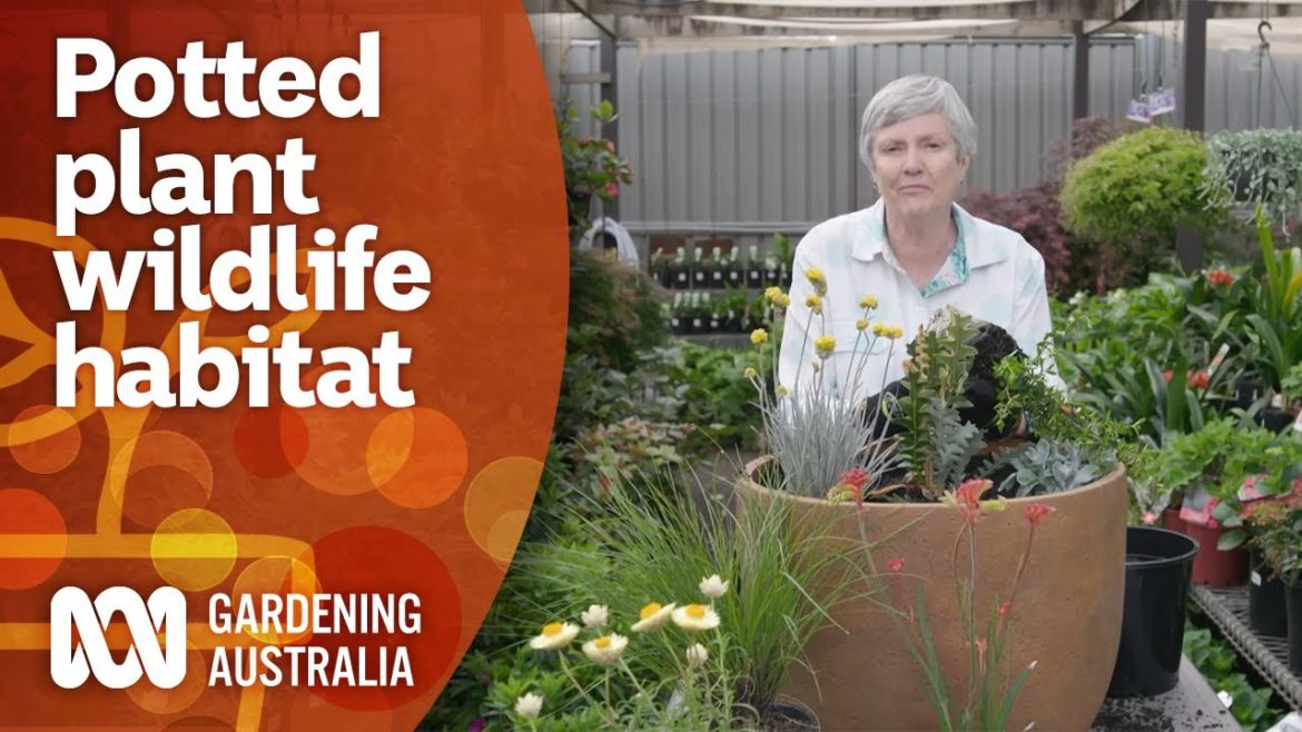 Creating a wildlife habitat in a pot for small space gardens | Gardening 101 | Gardening Australia Creating a wildlife habitat in a pot for small space gardens | Gardening 101 | Gardening Australia