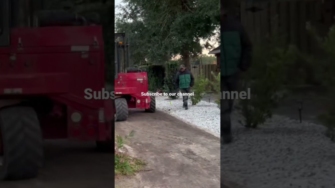 Sod Arrived on Time - and Looks Awesome!