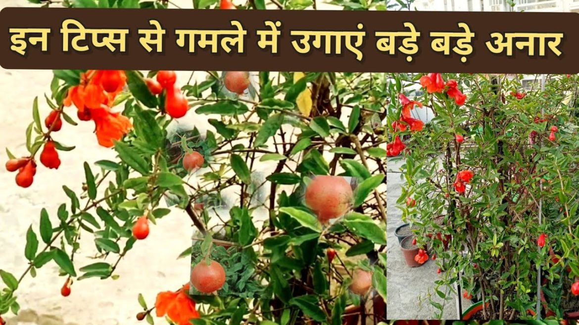How to grow lots of anar #naturetreasure