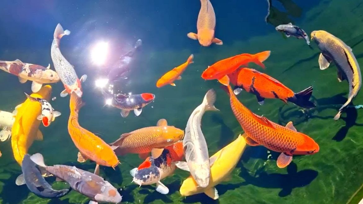 7 Beautiful Outdoor Backyard Koi Pond | Rare Jumbo Koi Species