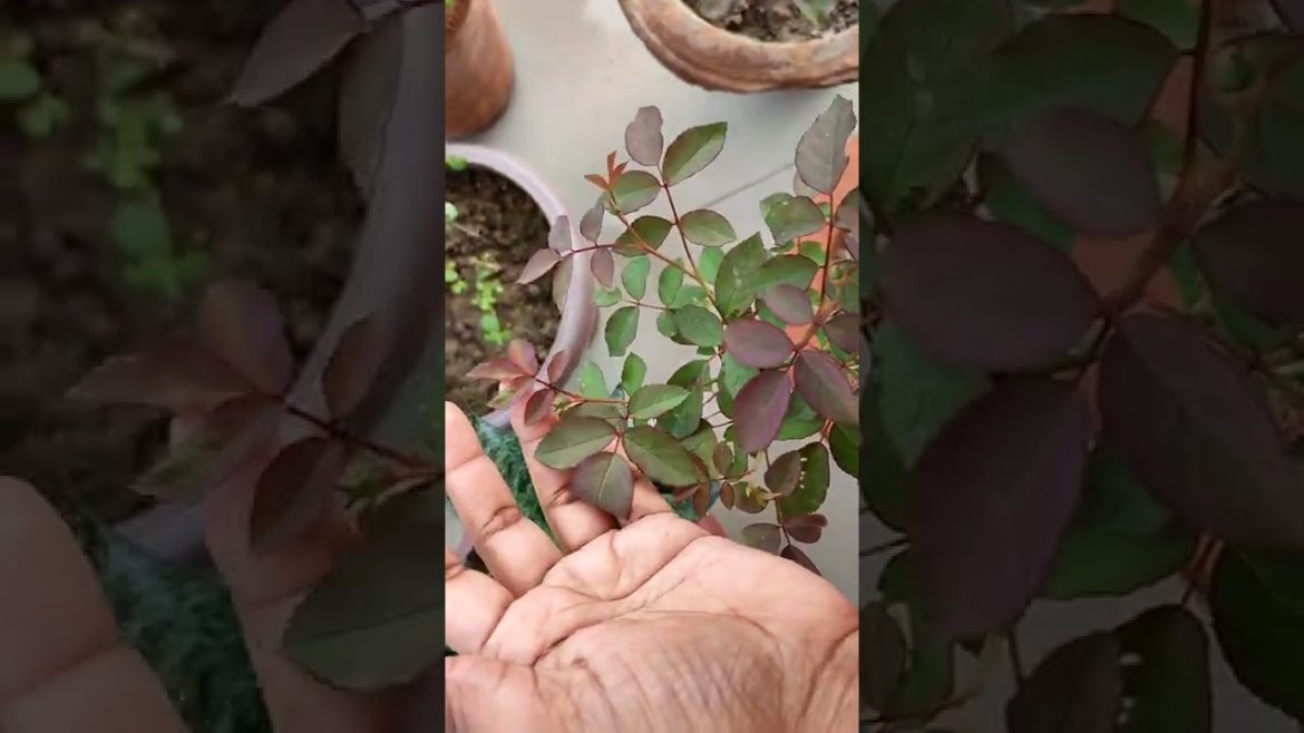 Two tips for maximum rose #roseplantcare  #gardening