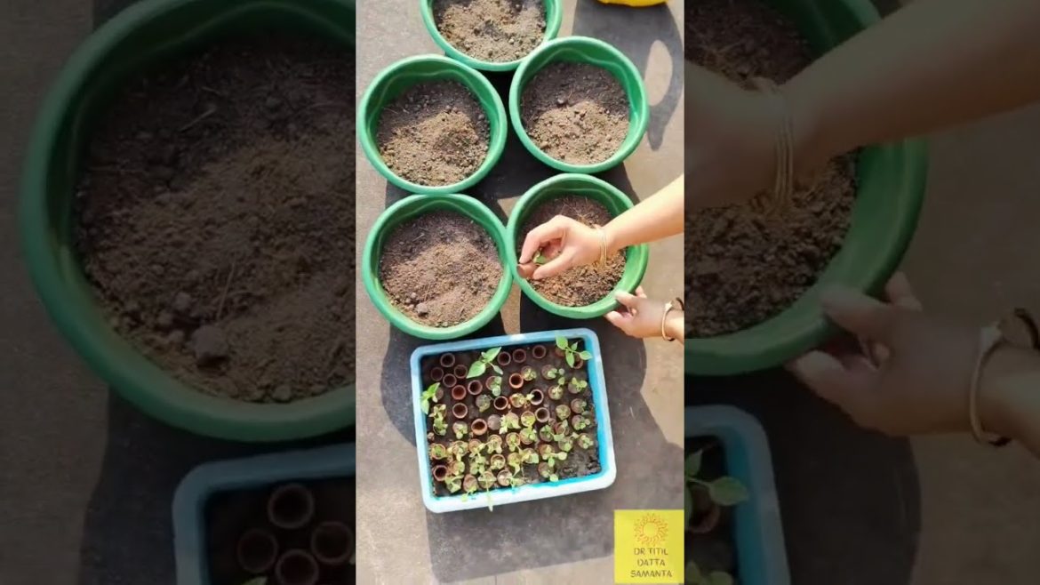 10 Rupees Pot | Winter Flowers In Small Pots | #shorts | #youtubeshorts 10 Rupees Pot | Winter Flowers In Small Pots | #shorts | #youtubeshorts