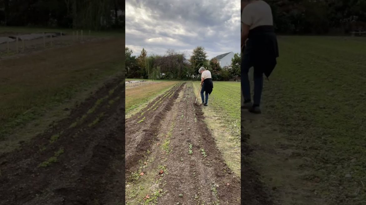 Get weeds when they are small Get weeds when they are small