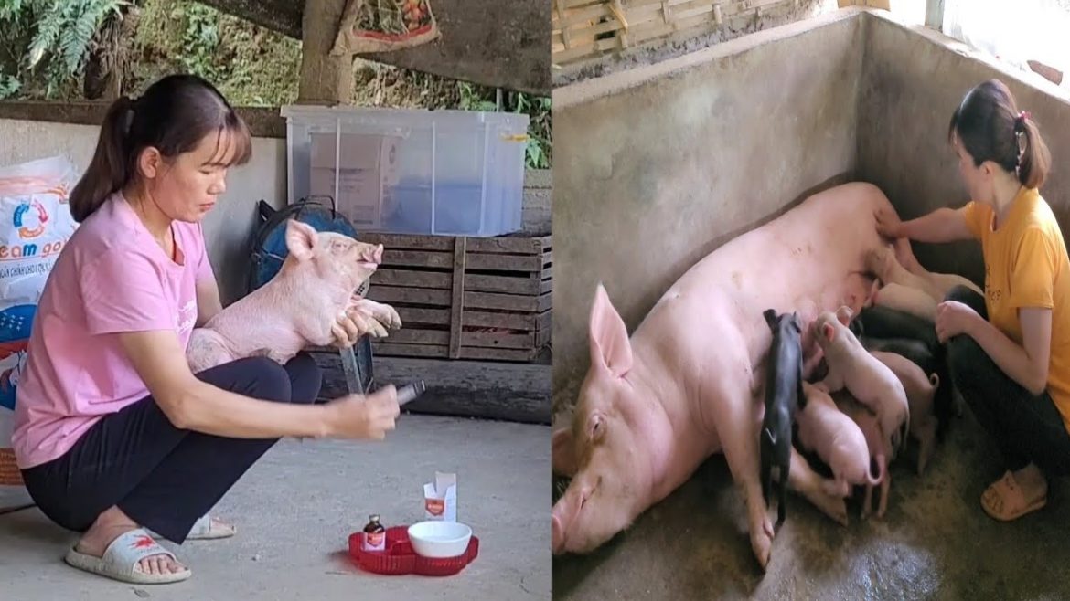 Caring for piglets. And renovate the flower garden. (Episode 92). Caring for piglets. And renovate the flower garden. (Episode 92).