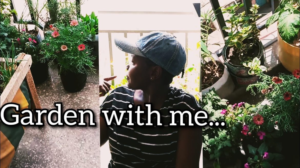 how I repot plants,a beautiful balcony garden .