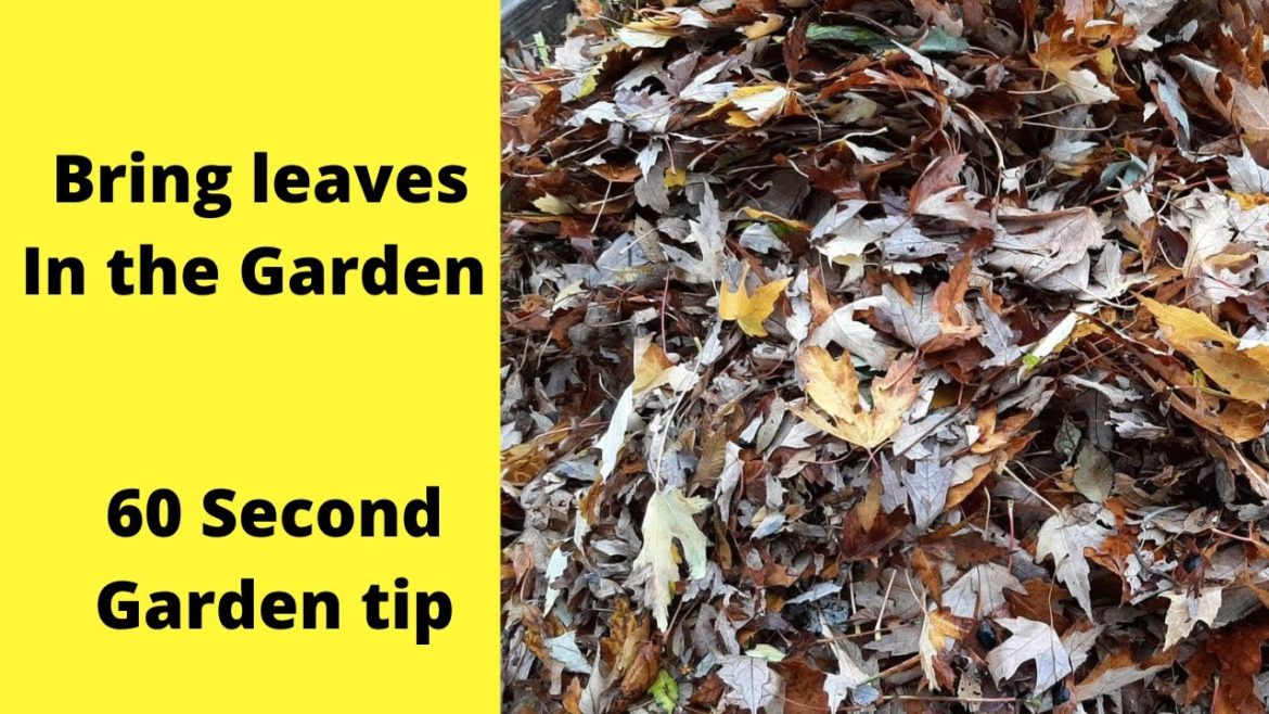 Use leaves in your garden -60 Second Garden Tip