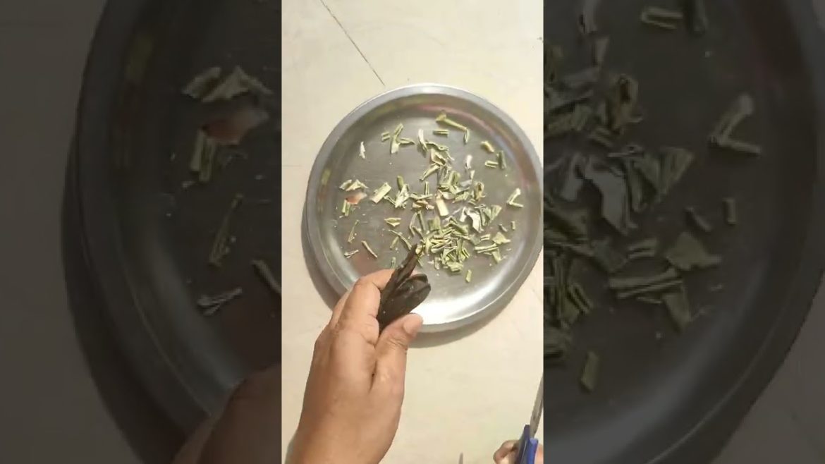 खीरे से पौधे में अंगिनत फूल #gardening #plantgrowingtips खीरे से पौधे में अंगिनत फूल #gardening #plantgrowingtips