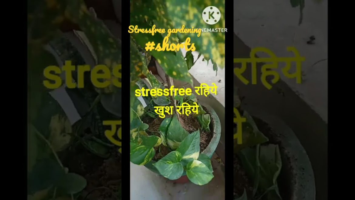 stressfree gardening/winter gardening ideas/winter gardening tips/winter gardening plants#shortsfeed