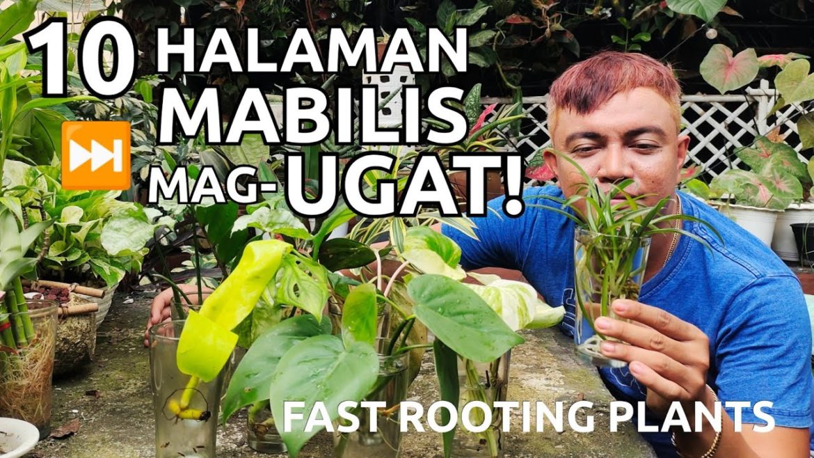 10 FAST ROOTING PLANTS IN WATER IN JUST WEEKS  | WATER PLANTS CARE TIPS