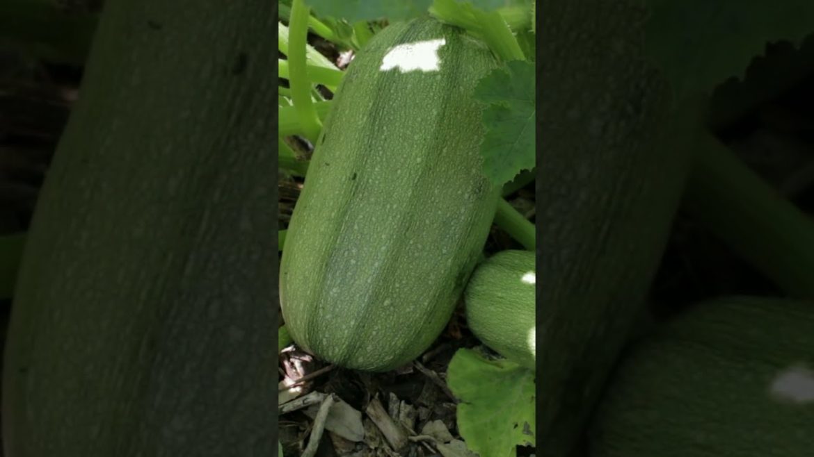 All Fruits & Vegetables we Grow in 1 Year #shorts #compilation #gardening