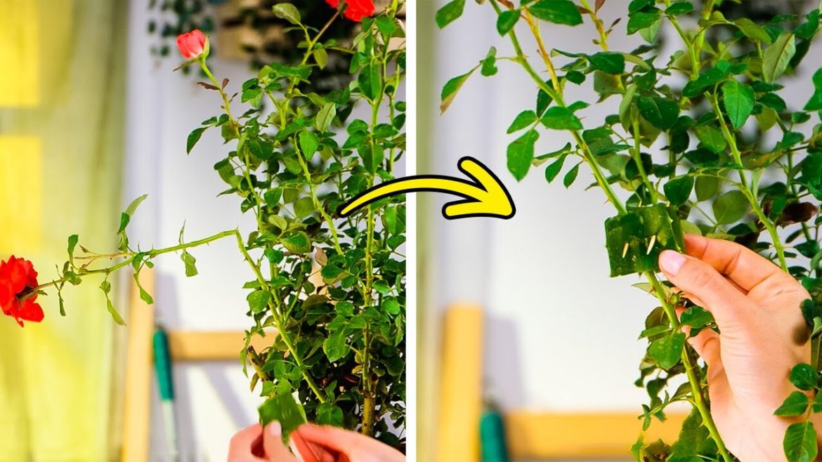 Useful garden tips for plant lovers! 🪴💚