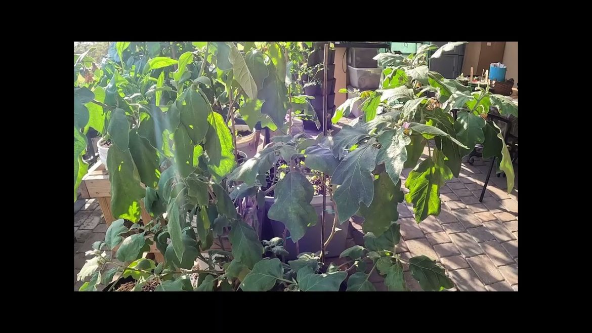 Removing Two of My Problem Eggplants Removing Two of My Problem Eggplants