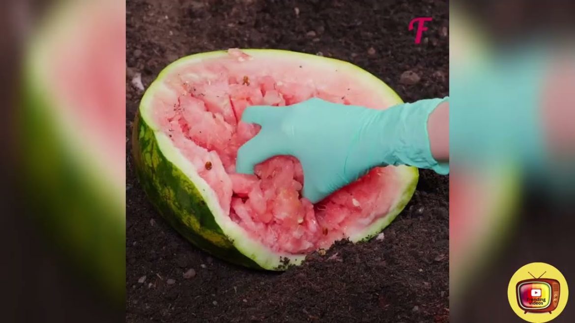 Kitchen garden tips and tricks Kitchen garden tips and tricks