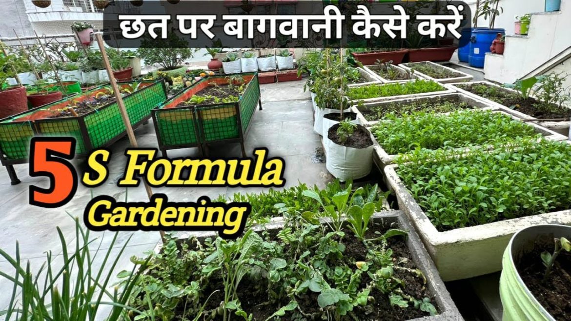 छत पर बागवानी कैसे करें? घर की छत पर उगाएं सभी तरह की सब्जियां, 5 S Formula of Vegetable Gardening छत पर बागवानी कैसे करें? घर की छत पर उगाएं सभी तरह की सब्जियां, 5 S Formula of Vegetable Gardening