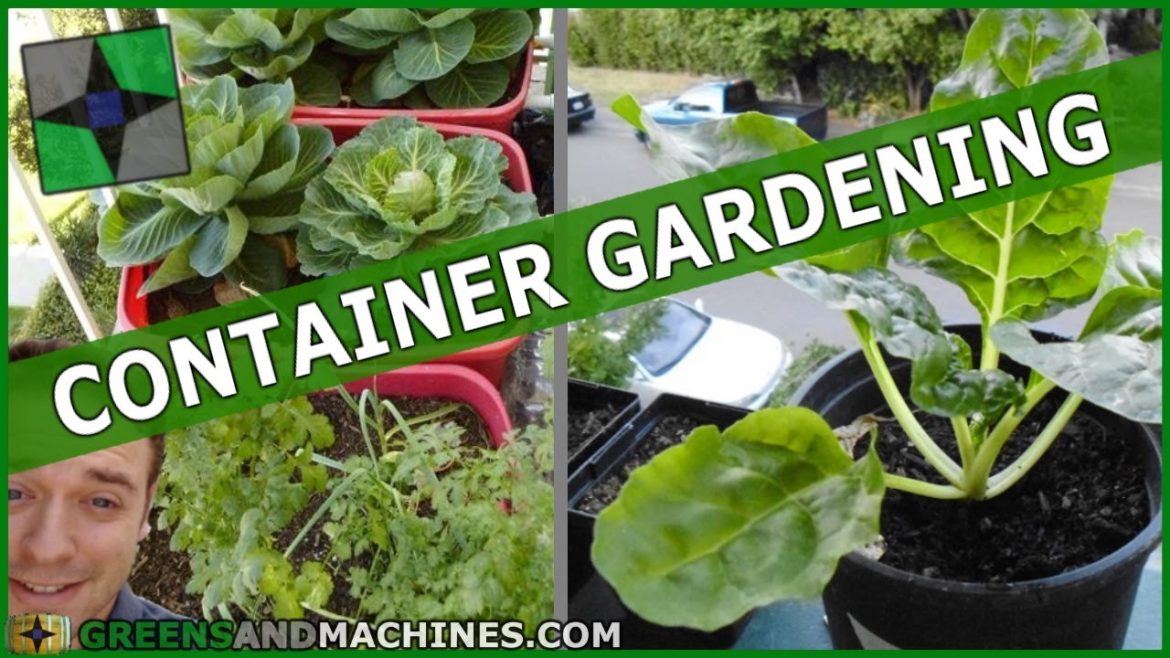 Best Vegetables to Grow in 1 Gallon Container Gardens