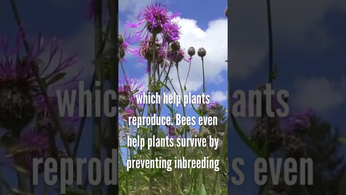 why bees are important #shorts