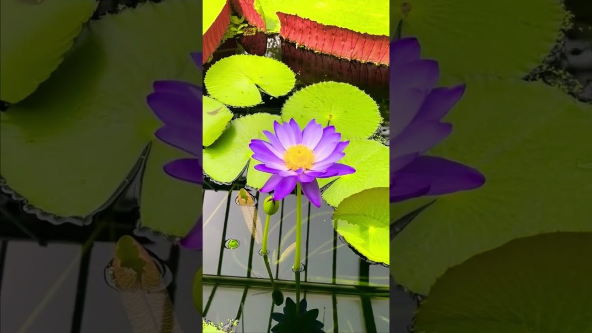 The Princess of Wales Conservatory at Kew Gardens | Victoria Boliviana | Giant Lily | Exotic Plants