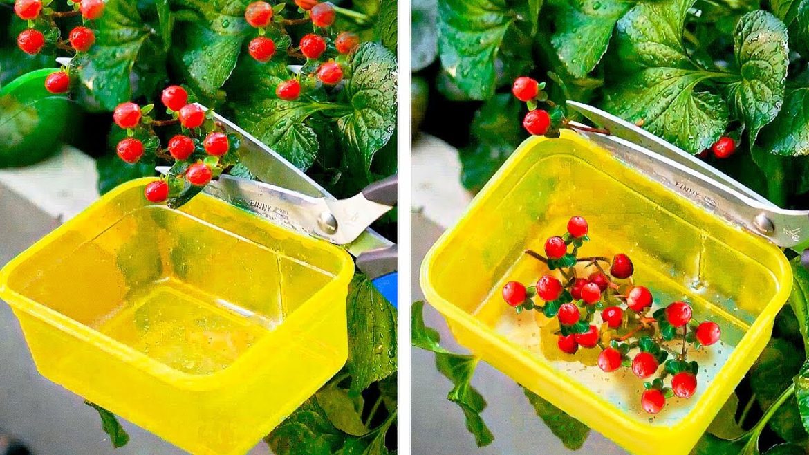 Smart Harvest And Gardening Hacks To Save Time Smart Harvest And Gardening Hacks To Save Time