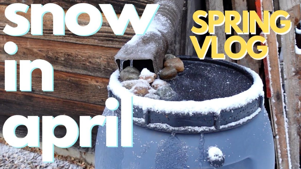 My rain barrel is FROZEN! Zone 3 gardening 🌿 My rain barrel is FROZEN! Zone 3 gardening 🌿