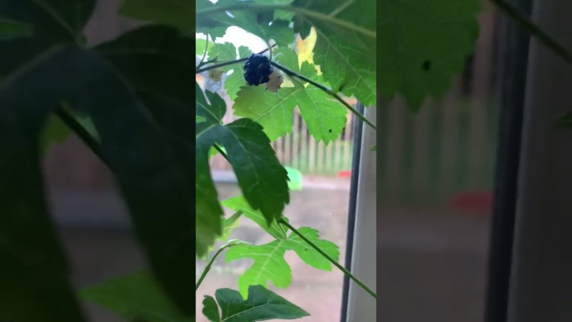 Which fruit is this ? Shokher Bagan 2022 | | Shokher bagan uk | Which fruit is this ? Shokher Bagan 2022 | | Shokher bagan uk |