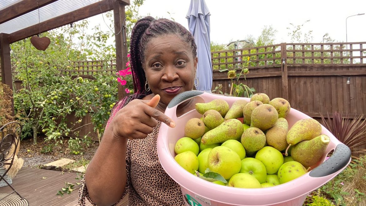 Harvesting  Apples and Pears from Fruits Trees in the backyard Garden